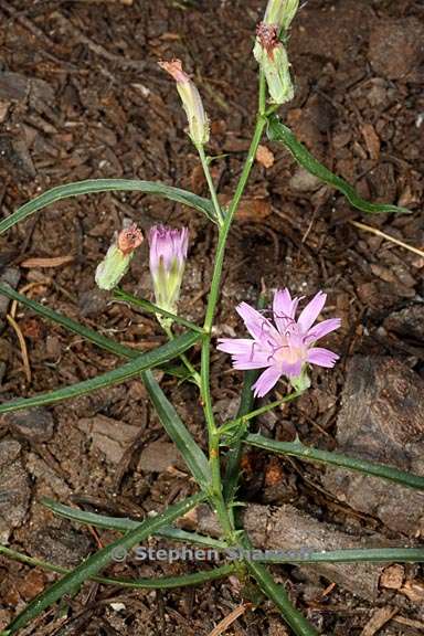 stephanomeria lactucina 4 graphic